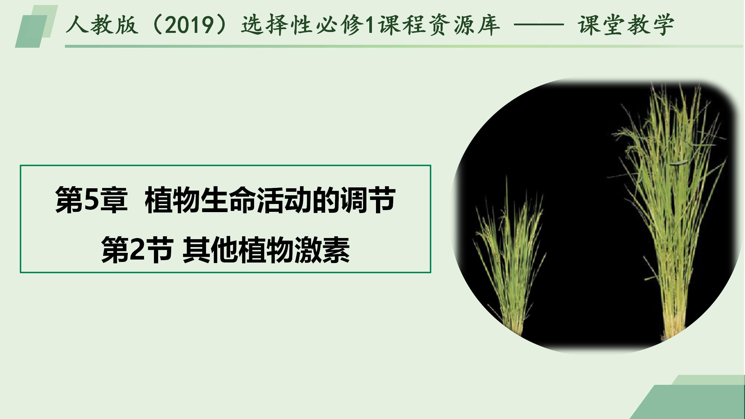 5.2其他植物激素