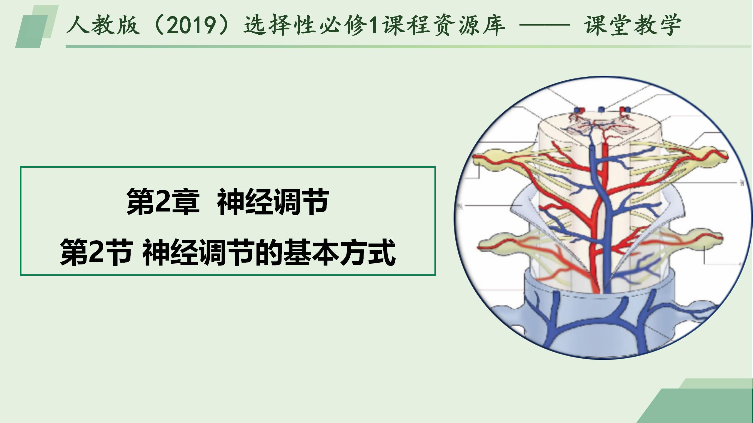 2.2神经调节的基本方式
