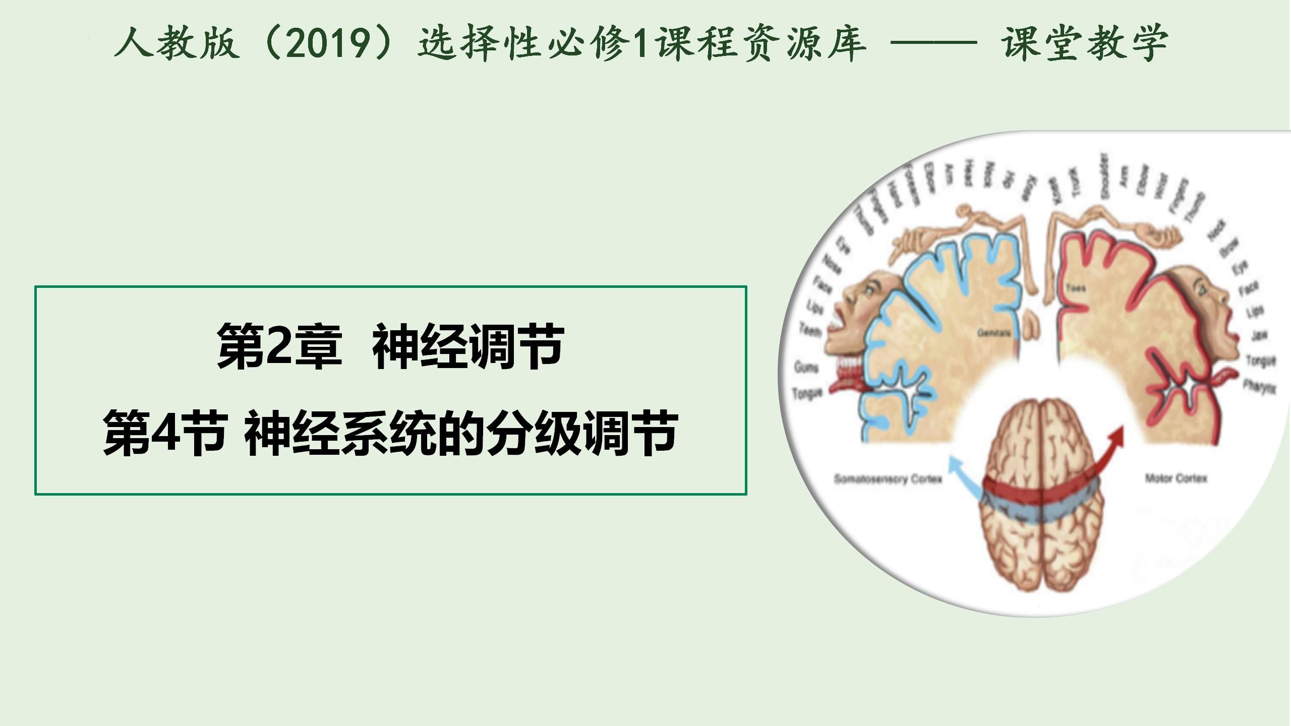 2.4神经系统的分级调节